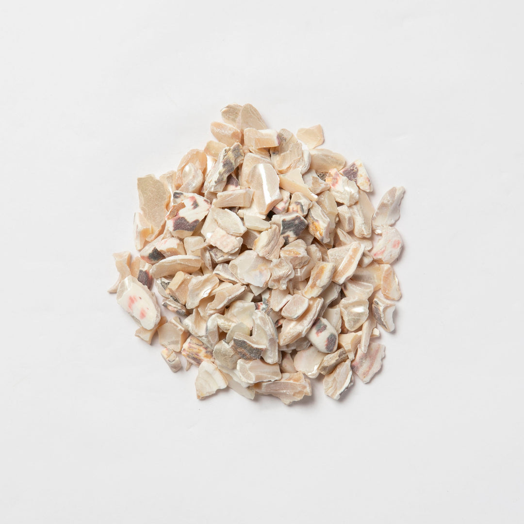 Shell Chips(Trochid) Trochid（巻貝）9-12㎜